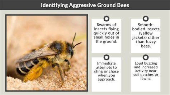 aggressive ground bees