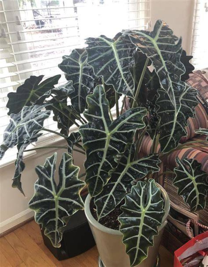 alocasia plant care