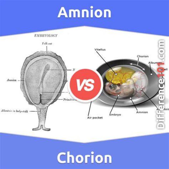 amnion