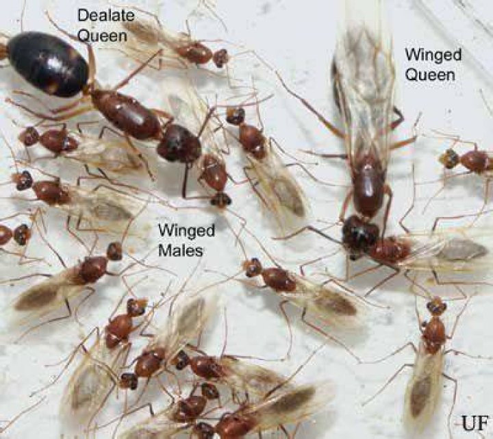 ants with wings florida