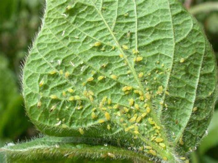 aphids on plants