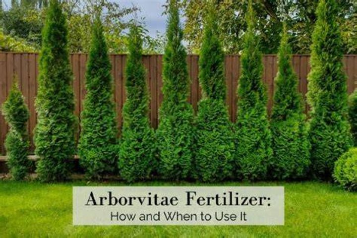 arborvitae fertilizer