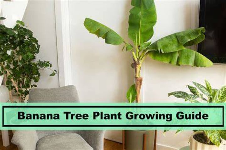 banana tree care