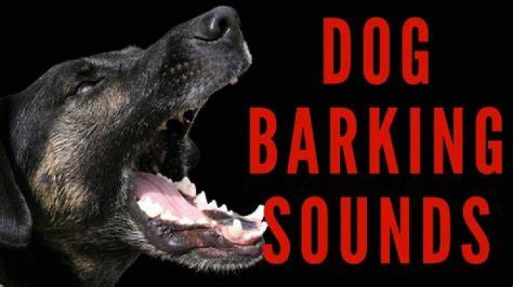 bark sound