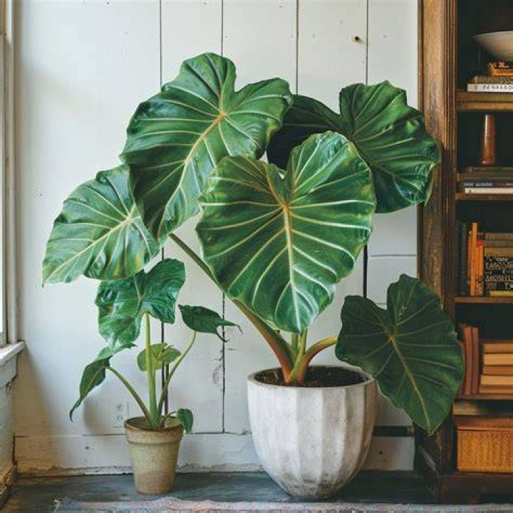 big leaf indoor plants
