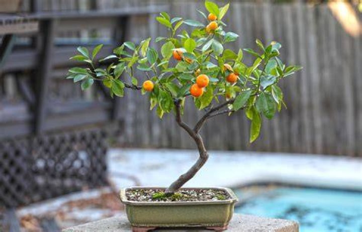 bonsai orange tree