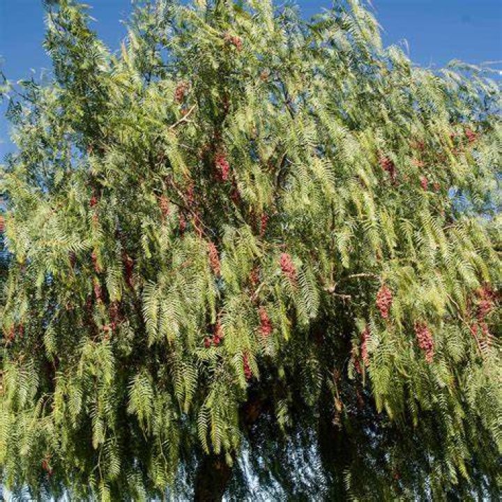 california pepper tree