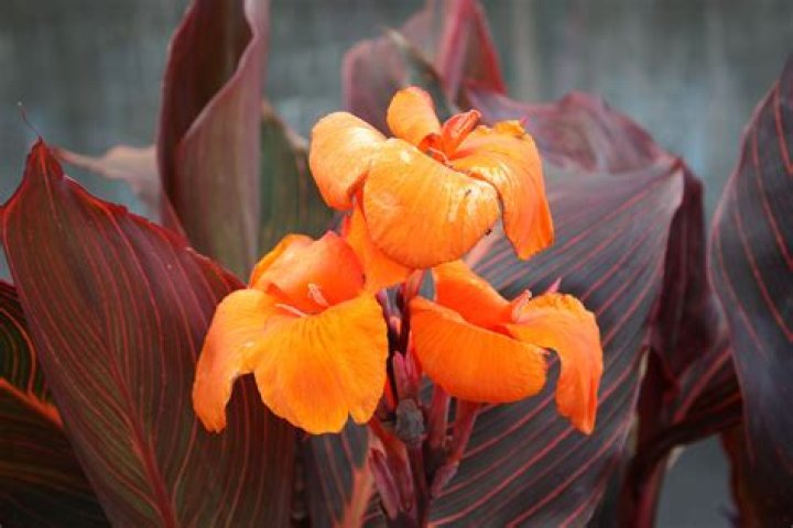 cannas plant