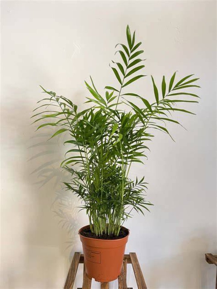 chamaedorea