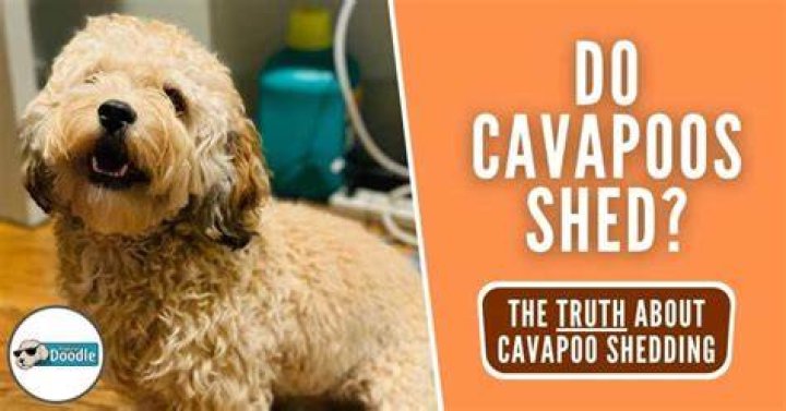 do cavapoos shed