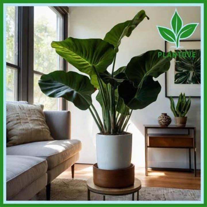 elephant ear plant care indoors