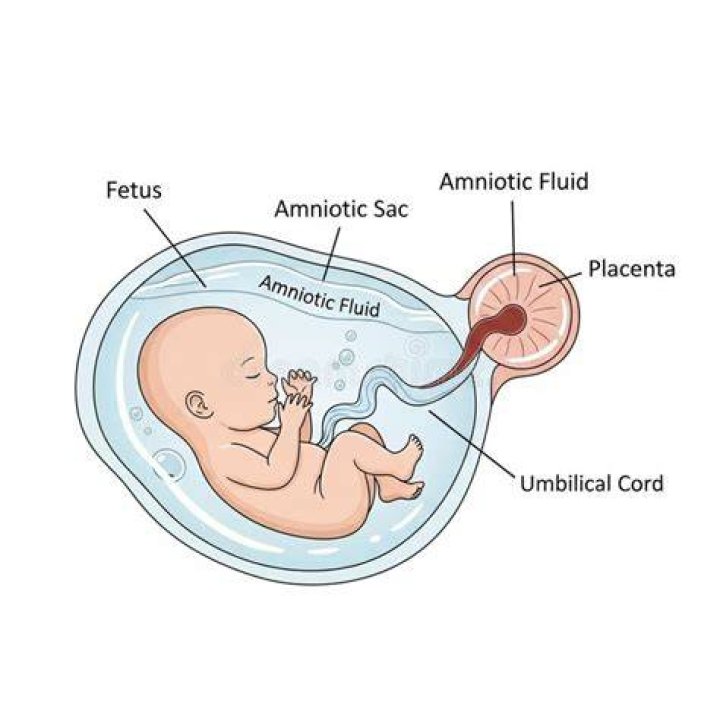Fetus of human in amniotic fluid