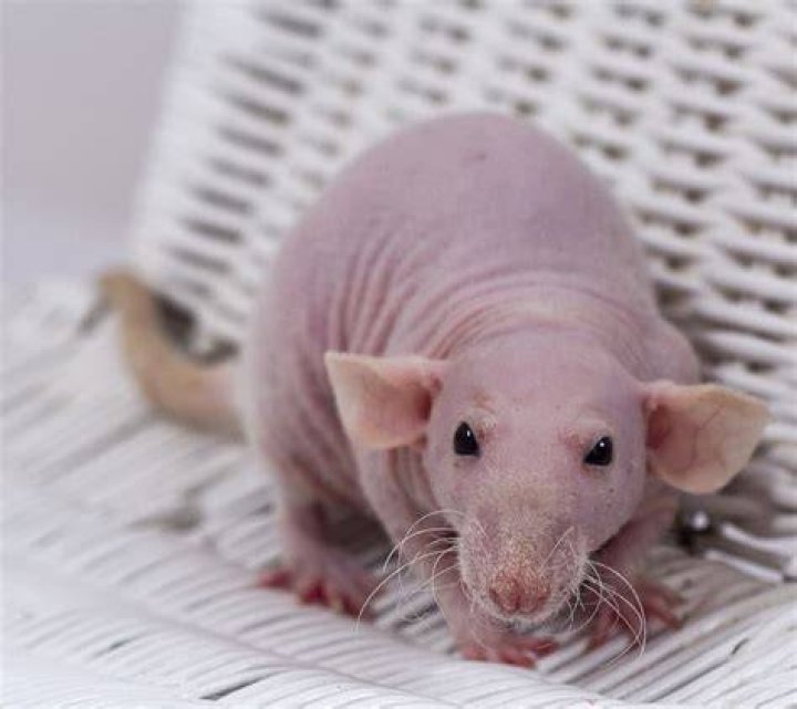 Hairless rats Hairless rats