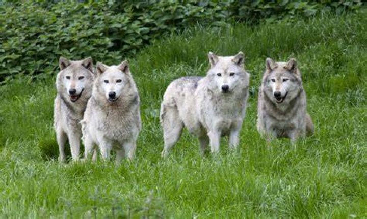 how many wolves are in a pack