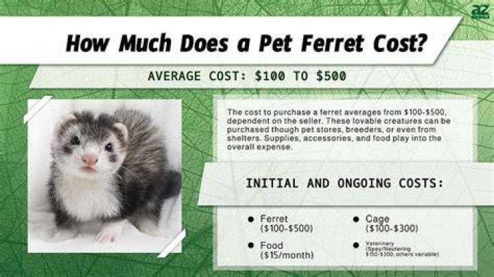 How Much Do Ferrets Cost At Pet Supplies Plus How Much Do Ferrets Cost At Pet Supplies Plus