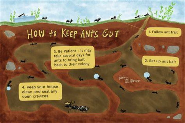 how to get ants out of your car