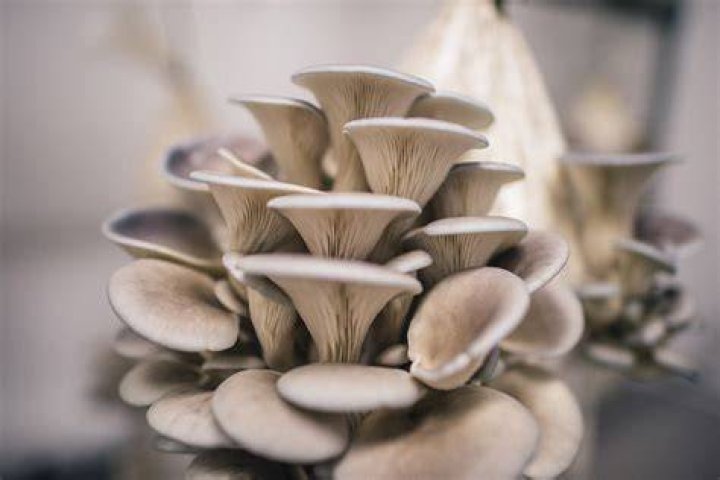 how to grow oyster mushrooms