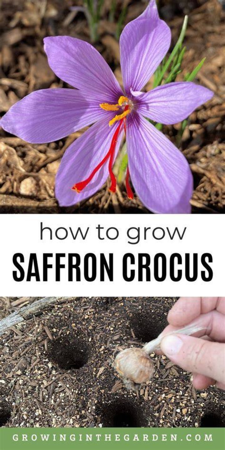 how to grow saffron