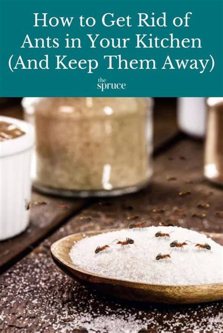 how to keep ants off hummingbird feeder