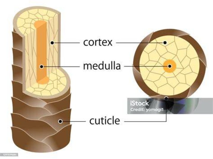 medulla hair