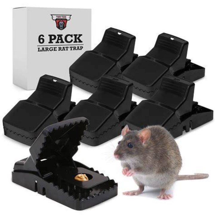 mouse traps near me