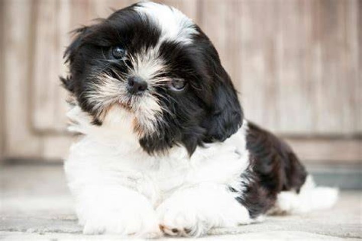 Pekingese Shih Tzu Mix Pekingese Shih Tzu Mix