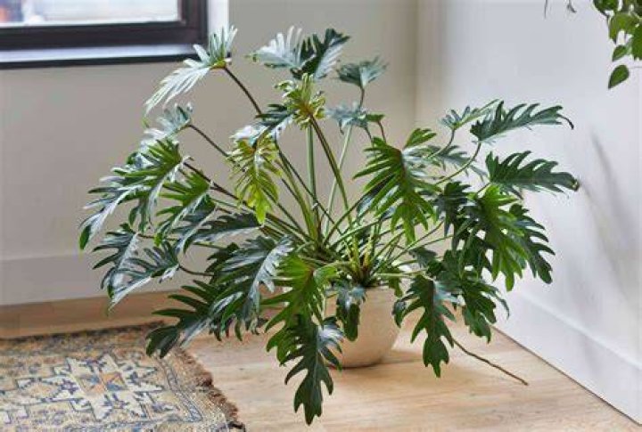 philodendron care