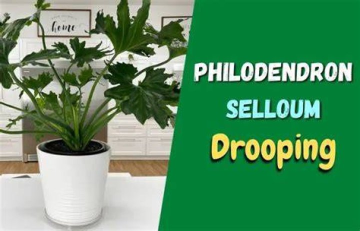 Philodendron Selloum Drooping - How To Discuss
