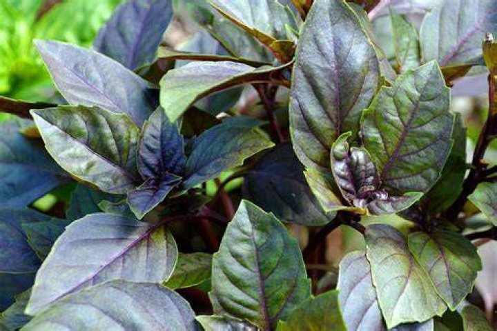 red basil