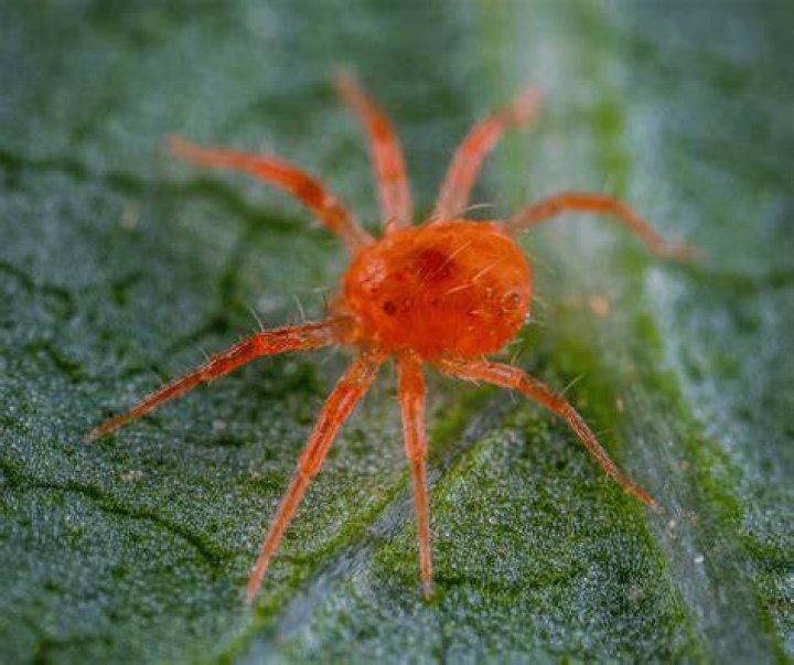 red spider