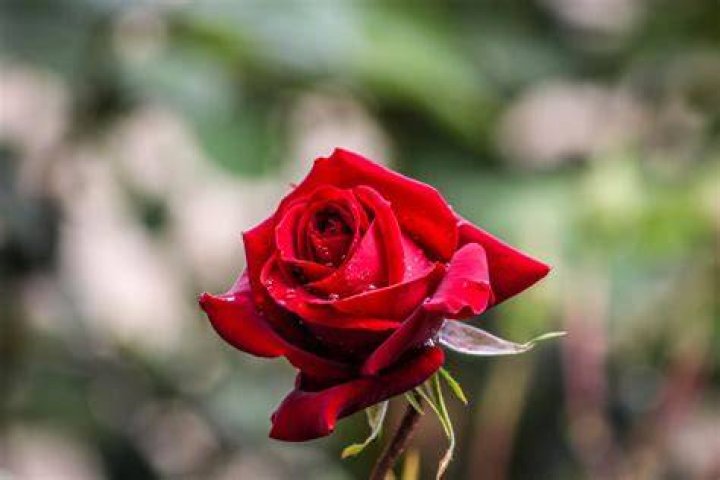 :rose: