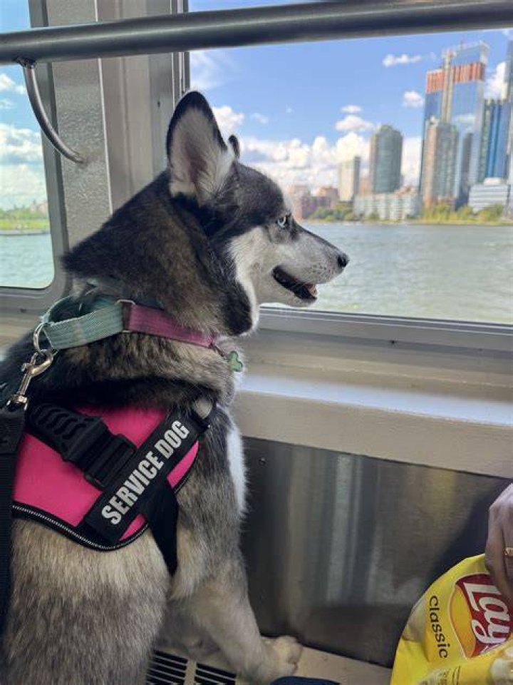 :service_dog: :service_dog: