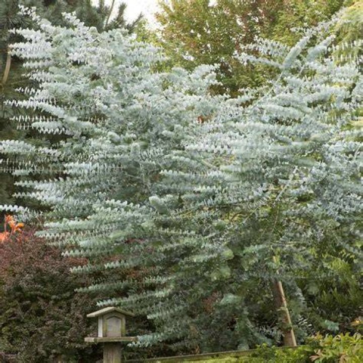 silver dollar eucalyptus tree
