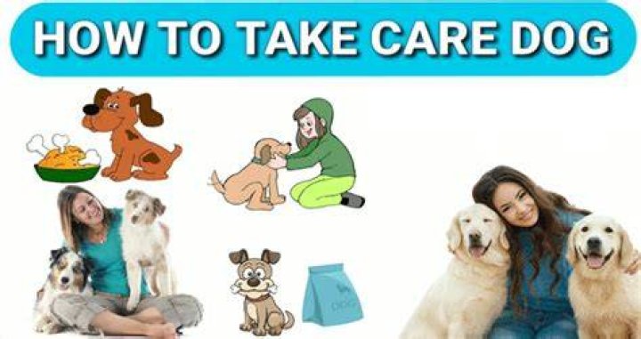 Taking care of dog in a vet