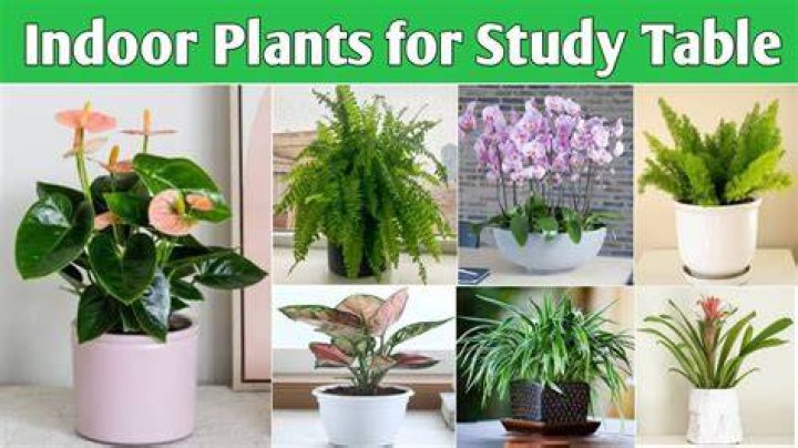 the study of plants