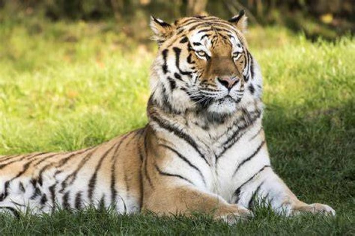 :tiger: :tiger: