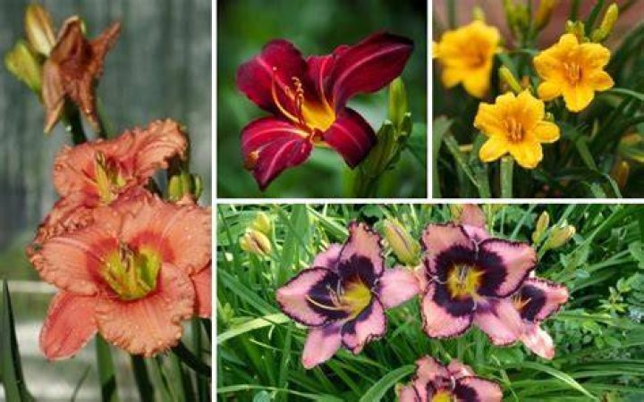 types of daylilies