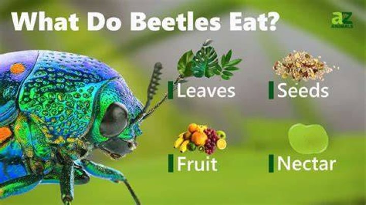 What Do Beetles Eat - How To Discuss