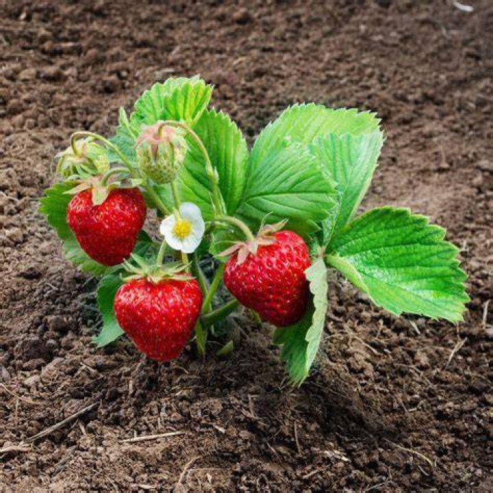 what do strawberry plants look like
