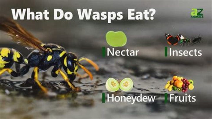 what do wasps eat